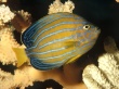 Angelfish Wallpaer