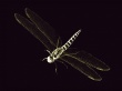 Dragon Fly Wallpaer