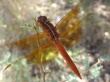 Dragonfly Wallpaer