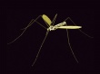 Neon Mosquito Wallpaer
