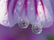 Tree Mallow Wallpaer