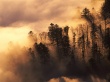 Woodland in Mist Wallpaer