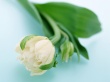 Sleepy Flower Wallpaer