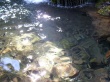 Shimmery Water Wallpaer