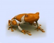 Frog Wallpaer