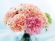Home Bunch Wallpaer