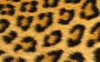 Leopard Skin Wallpaer