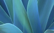 Agave Wallpaer