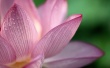 Lotus Wallpaer