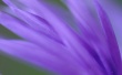 Purple Frond Wallpaer