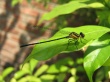 Dragon Fly Wallpaer