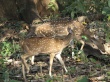 Wild Life Wallpaer