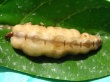 Queen Termite Wallpaer