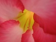 Under Petals Wallpaer