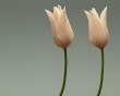 Two Tulips Wallpaer