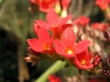 Honey Red Wallpaer