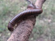 Ugly insect Wallpaer