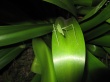 Great grasshoper Wallpaer