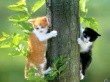 Two Cats Wallpaer