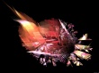 Complexity Wallpaer