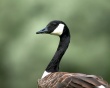 Goose Wallpaer
