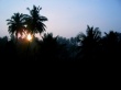 Sunset  Palm ree Wallpaer