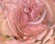 Pink rose Wallpaer