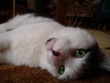 White Cat Wallpaer