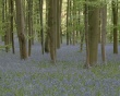 Dense forest Wallpaer