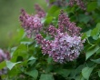 Pink liliac Wallpaer