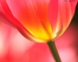 Red tulip Wallpaer