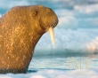 Arctic Tale Wallpaer