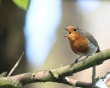 Bird on branch Wallpaer
