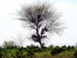 Tree Wallpaer