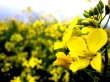 Yellow Flower Wallpaer