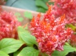 Red Flower Wallpaer