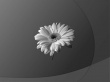 White Flower Wallpaer