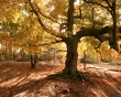 Old tree in autumn Wallpaer