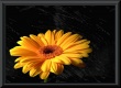 Gerbera Wallpaer