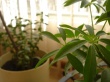 Green Plant Wallpaer