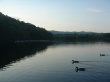 Geese Lake Wallpaer