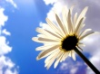 Iran Flower Wallpaer