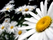 White Flowers Wallpaer