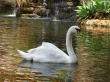 Swan Wallpaer