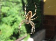 Cobweb Wallpaer
