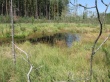Vegetation Wallpaer