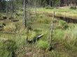 Forest Vegetation Wallpaer