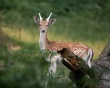 Deer Wallpaer