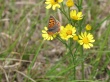 Butterfly Wallpaer