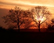 Sunset trees Wallpaer